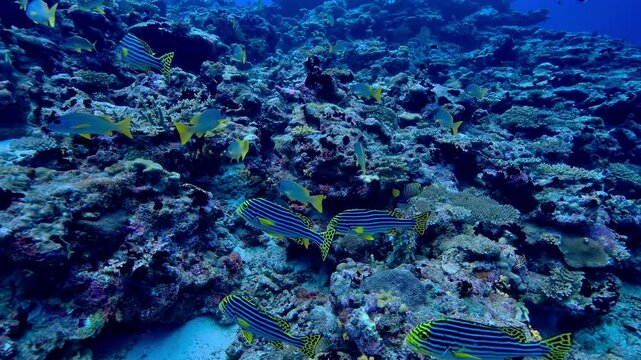 Vibrant Reef Scene with Yellow and Blue Striped Fish in a Coral Habitat