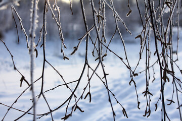 birch branches in the fluffy snow. close-up, bottom view, winter landscape