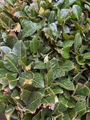 green leaves on a tree