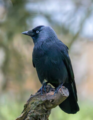 Jackdaw on a tree stump. Close up corvid.