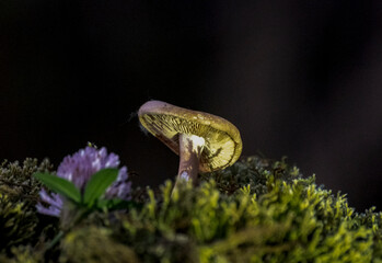 sunlit mushroom grows in moss