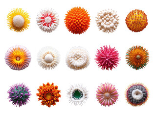 Various coral formations display vibrant colors and unique textures, isolated on a transparent background. PNG