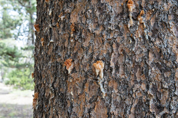 Close-up of bark beetle pitch tubes on coniferous tree in Sierra Nevada forest with other trees in...
