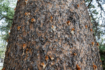 Bark beetle pitch tubes on conifer tree in Sierra Nevada forest.  Looking up.  Horizontal.  