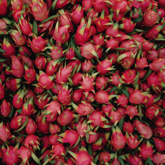 Close-up of Abundant Dragon Fruits with Bright Pink and Green Skin