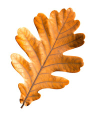 Obraz premium A single autumn leaf displays rich hues of orange, red, and gold, its crisp edges and delicate veins standing out against a pure white background, highlighting its natural beauty