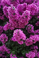 Bougainvillea pink flowers in the garden