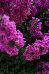 Bougainvillea pink flowers in the garden