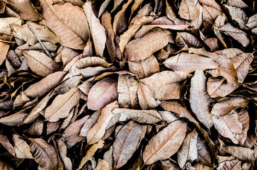 Dead leaves on the ground