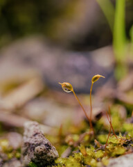 Macro photography of a moss calyptra with a drop of water, captured in the eastern Andean mountains of central Colombia, near the town of Villa de Leyva.