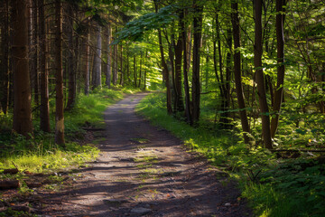 Obraz premium Earth road in a forest on a summer day. Attractive places for hiking