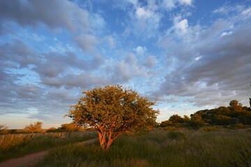 Buschsavanne in Zentral Namibia