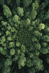 Image of dense forest with thick cover of green leaves on branches.