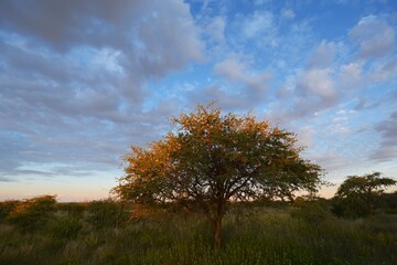 Buschsavanne in Zentral Namibia