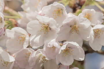close up pf white flowers of cherry blossom