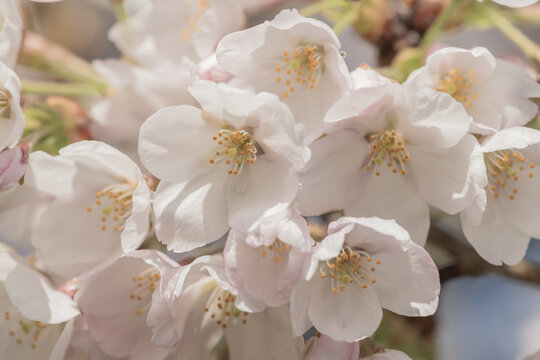 close up pf white flowers of cherry blossom 