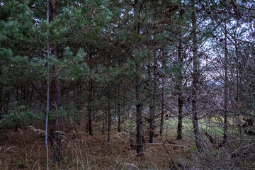 Fototapeta premium landscape with pine tree forest