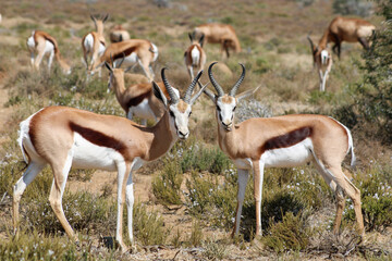 Springbuck in the karoo