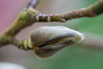 macro photo magnolia bud, blurred background, spring flower