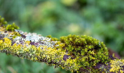 moss on a tree