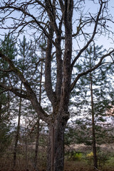Obraz premium vertical landscape with tree in wintertime