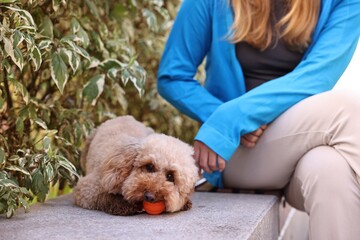 Woman and cute Toy Poodle dog with ball outdoors, closeup