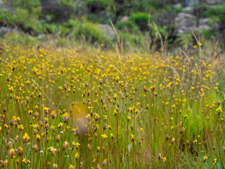 Lapinha da Serra - 2024 (3)