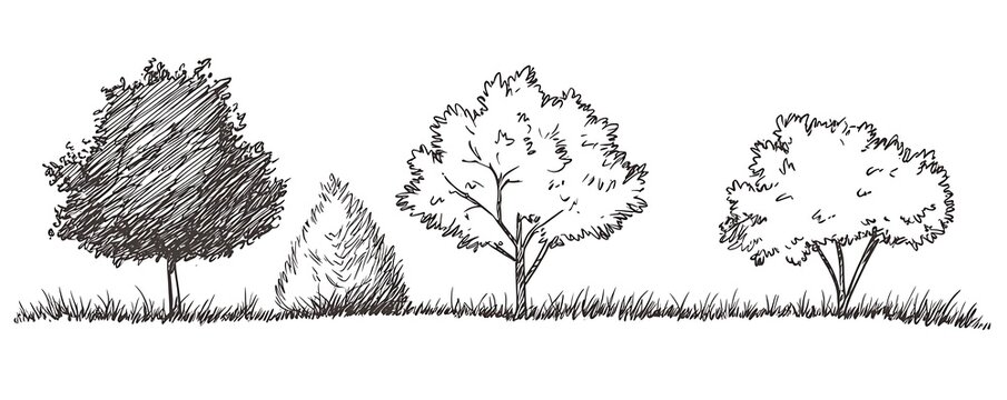 Sketch of trees and grass in a simple landscape.