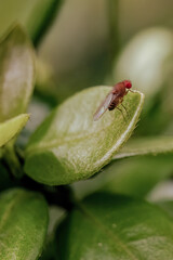 Macro photography of a fruit fly on a leaf, captured in a forest in the eastern Andean mountains of central Colombia, near the town of Villa de Leyva.