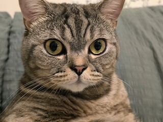 Portrait of a beautiful domestic cat. Scottish Straight with tiger stripes