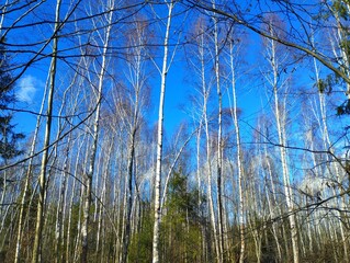 Obraz premium The upper tier of a young birch-fir forest with slender even trees against a blue sky. Spring landscape in the forest.