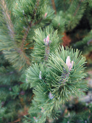 beautiful green pine tree branch with needles