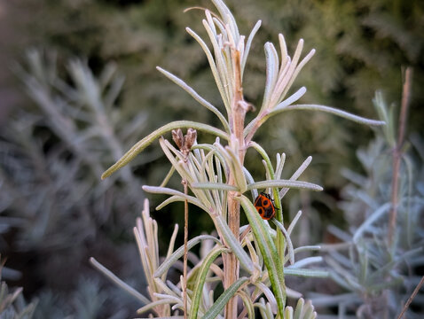 firebug on the rosemary shrub
