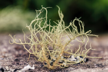 Extreme macro photography of fruticose lichen growing on tree barks and rocks, captured in a forest near the colonial town of Villa de Leyva, in central Colombia.