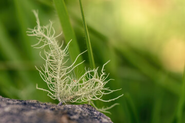 Extreme macro photography of fruticose lichen growing on tree barks and rocks, captured in a forest...