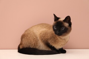 Adorable Thai cat on white counter near pink wall