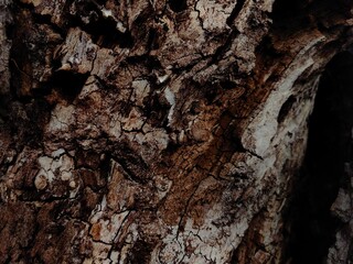 Cherry tree trunk texture. Abstract nature photo of cherry trunk