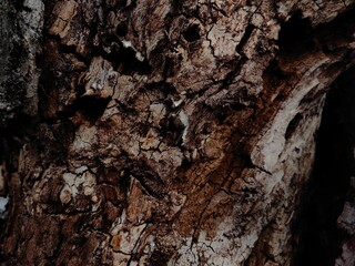 Cherry tree trunk texture. Abstract nature photo of cherry trunk