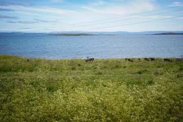Nice picture Norway Lofoten fjord 