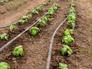 Farmers Tending and Maintaining Crops: Ensuring Healthy Growth