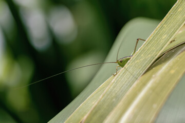 Macro photography of a grasshopper hidden behind a leaf, in a garden in the eastern Andean mountains of central Colombia, near the town of Villa de Leyva.