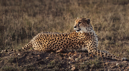 Cheetah (Acinonyx Jubatus) lying on grassland in Wildlife Reserve Maasai Mara in Kenya