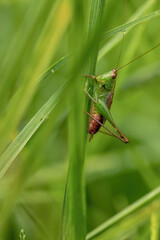 Macro photography of a grasshopper on a spade of grass, in a garden in the eastern Andean mountains of central Colombia, near the town of Villa de Leyva.
