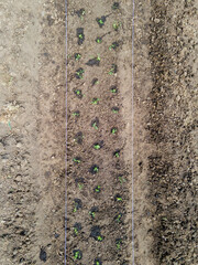 Local farmers preparing seedlings, Soil and Planting Crops for cultivation in a rural setting