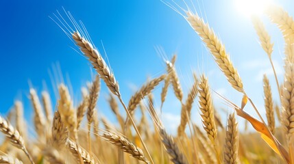 Wheat Field On A Beautiful Summer Day