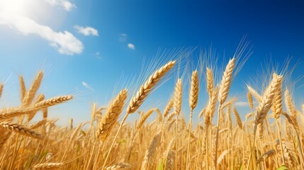Fototapeta premium Wheat Field On A Beautiful Summer Day