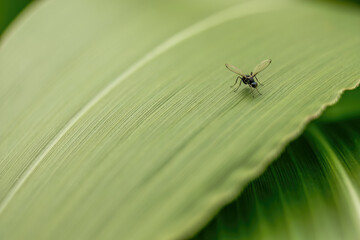 Macro photography of  a tiny hoverfly on a big leaf, in a forest in the eastern Andean mountains of central Colombia, near the town of Villa de Leyva.