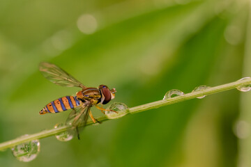 Macro photography of  a striped hoverfly on a wet straw, in a forest in the eastern Andean mountains of central Colombia, near the town of Villa de Leyva.