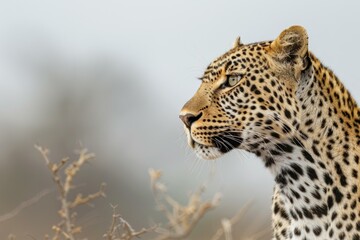 Majestic leopard observing the surroundings in the african wilderness, showcasing its powerful presence and captivating gaze
