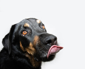 Obraz premium Profile hungry rottweiler mixed-breed dog looking away sticking tongue out and licking its lips with tongue. Isolated on white background